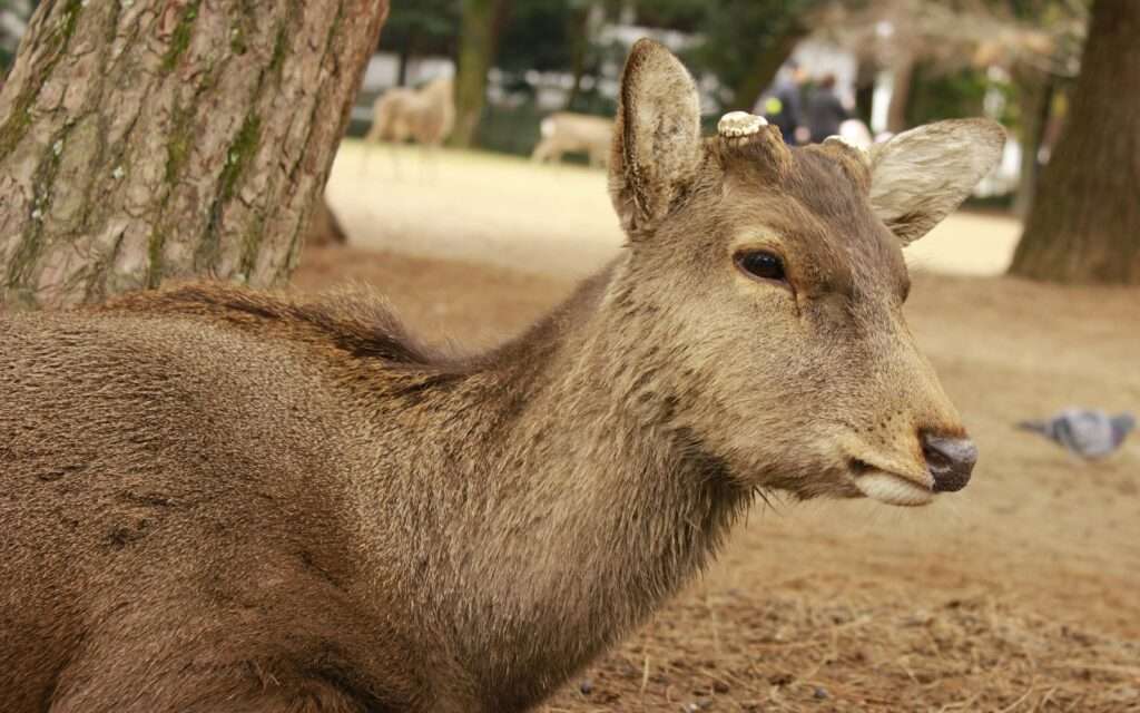 A sika deer resting under the pines in Nara Park