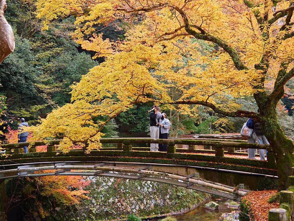 Autumn maples over the bridge in Minoo gorge
